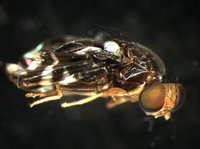 藏品(果實蠅)的圖片